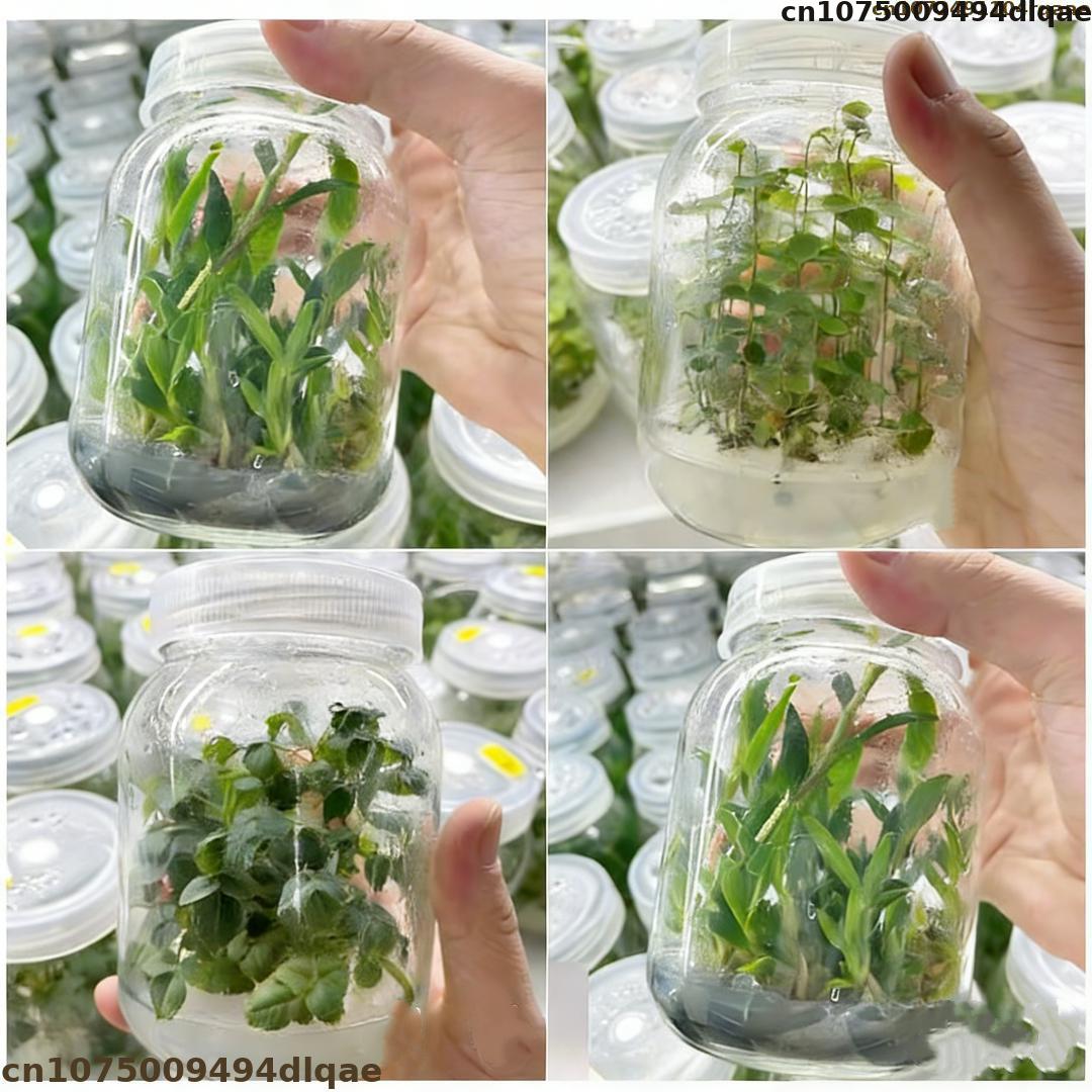 Poudre d'Agar pour Culture de  - Agar Tissue Culture avis et prix