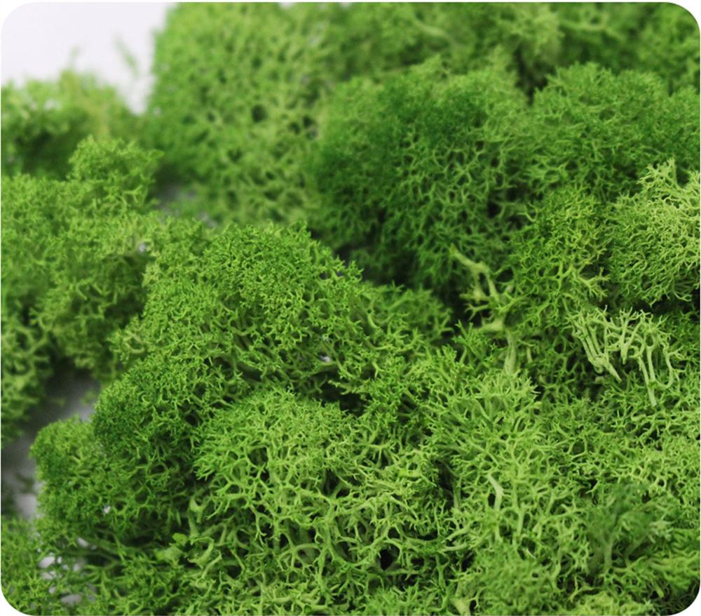 Mousse Artificielle pour Décor - Sphagnum Moss Dry avis et prix