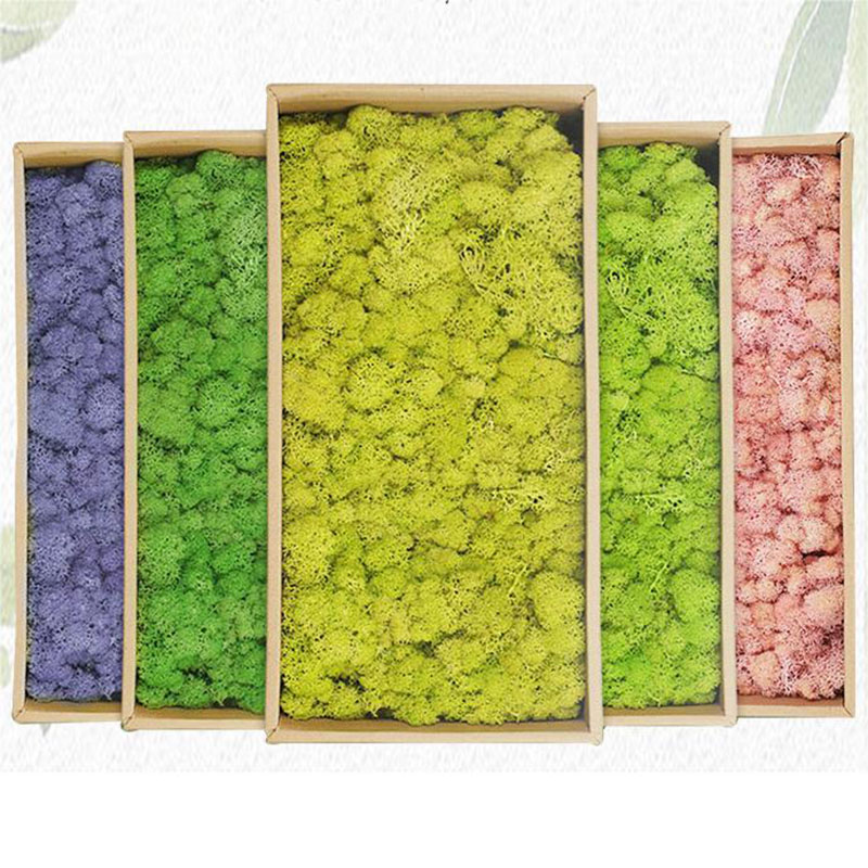 Plantes artificielles en mouss - Sphagnum Moss Dry avis et prix